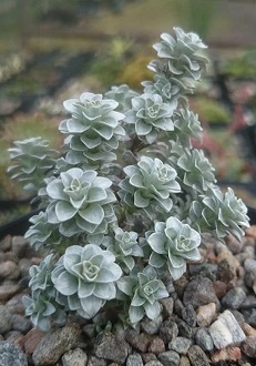 Leucogenes grandiceps - 8cm pot 